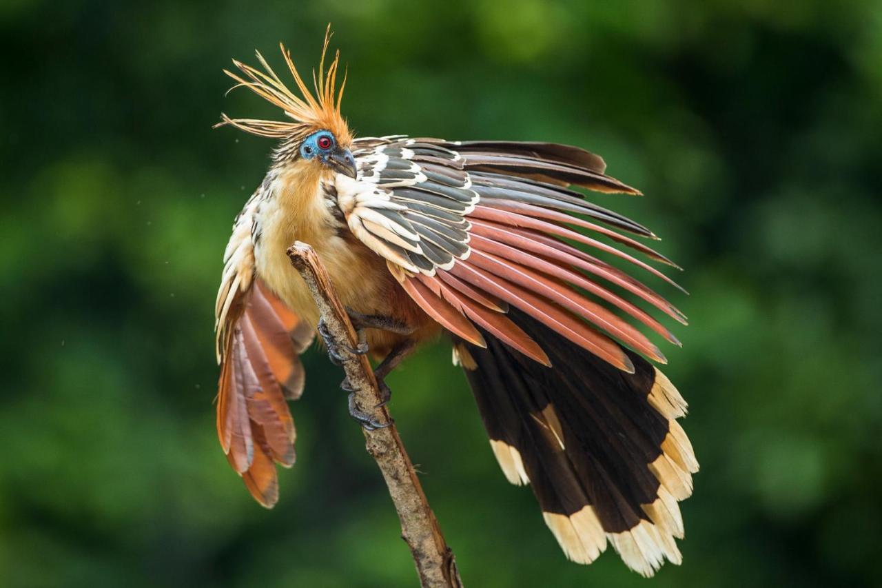 Pumarinri Amazon Lodge Тарапото Екстер'єр фото